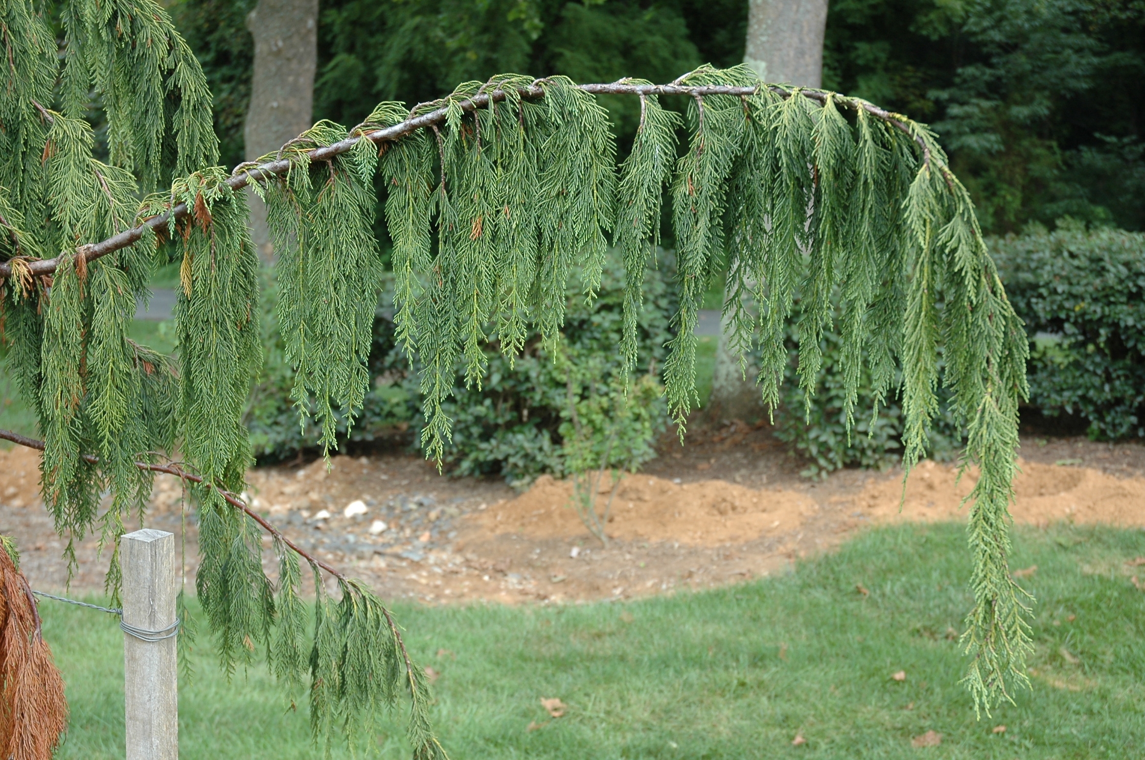 Cupressus nootkatensis 