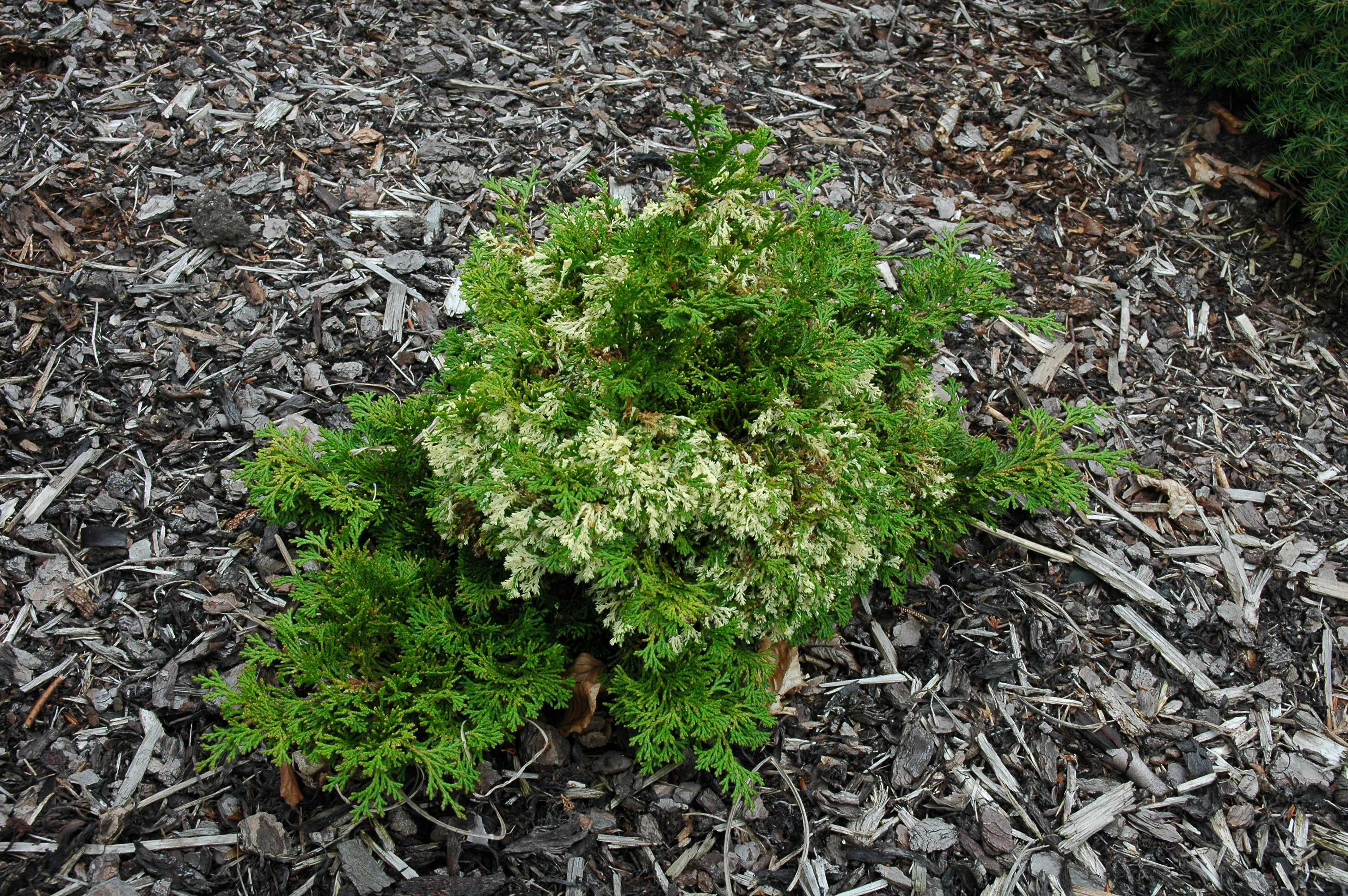 Chamaecyparis obtusa 