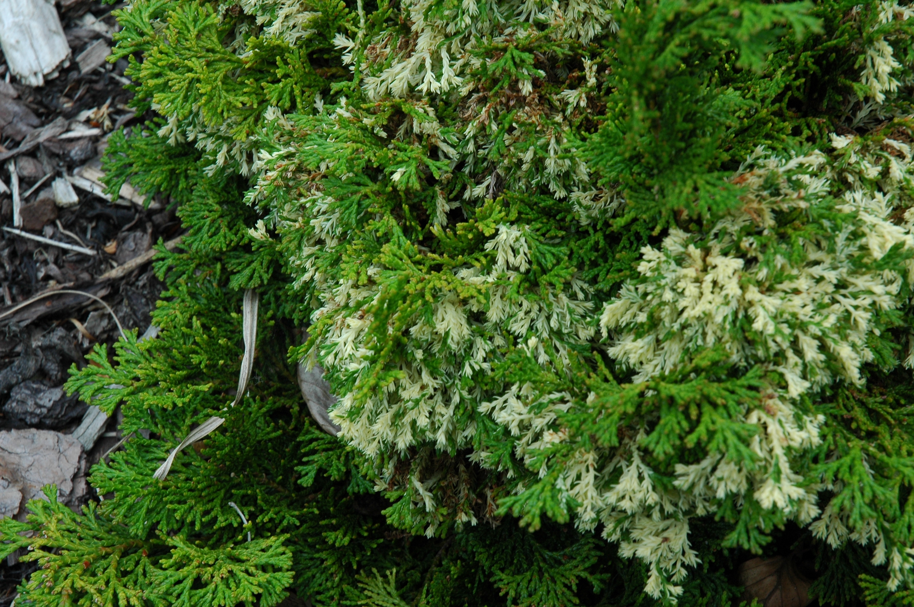 Chamaecyparis obtusa 