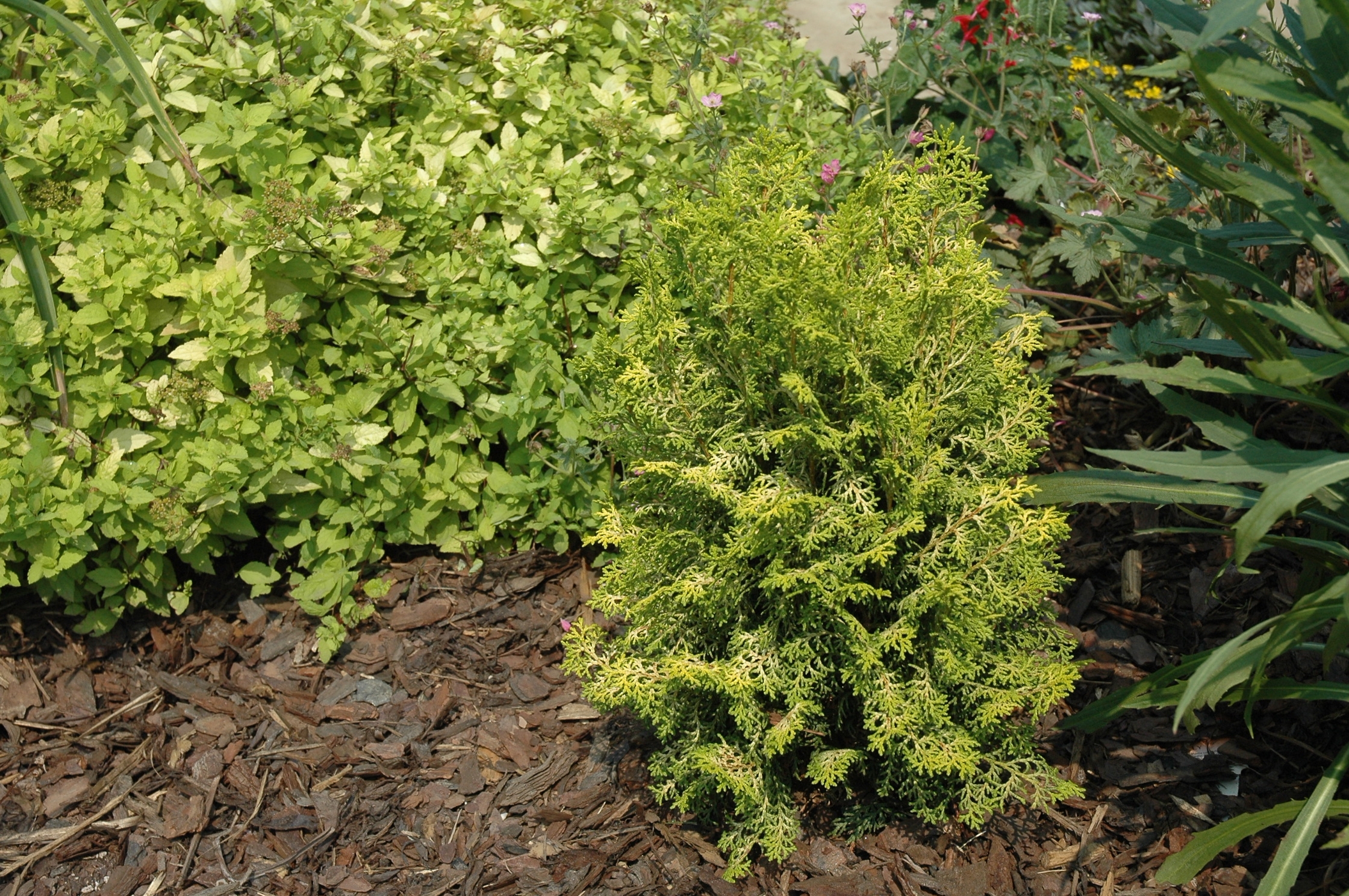 Chamaecyparis obtusa 