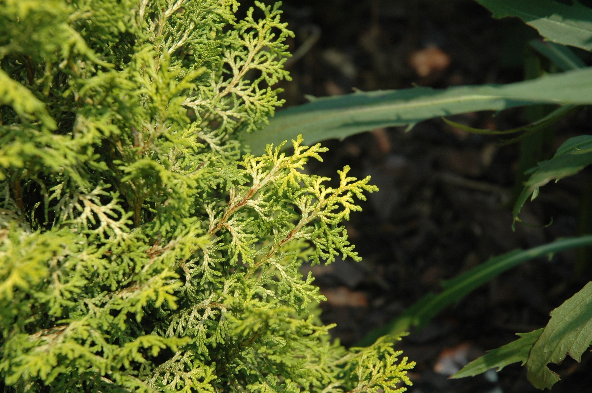 Chamaecyparis obtusa 