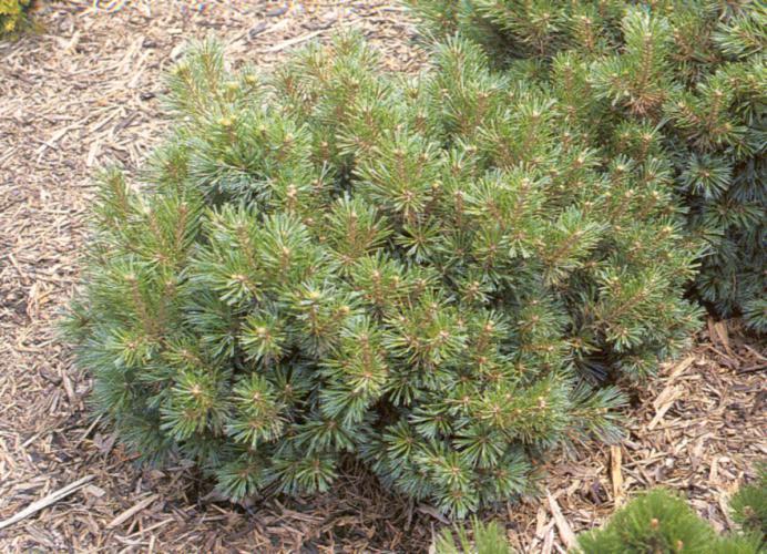 Pinus strobus 