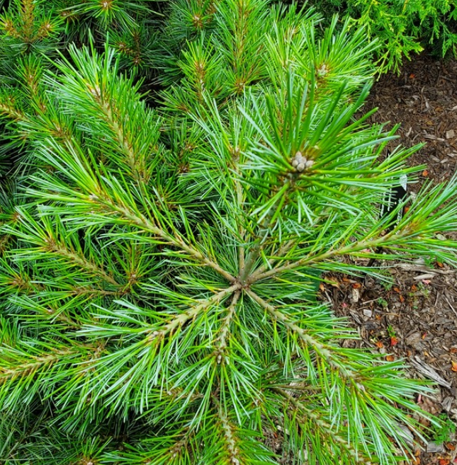 Pinus strobus 