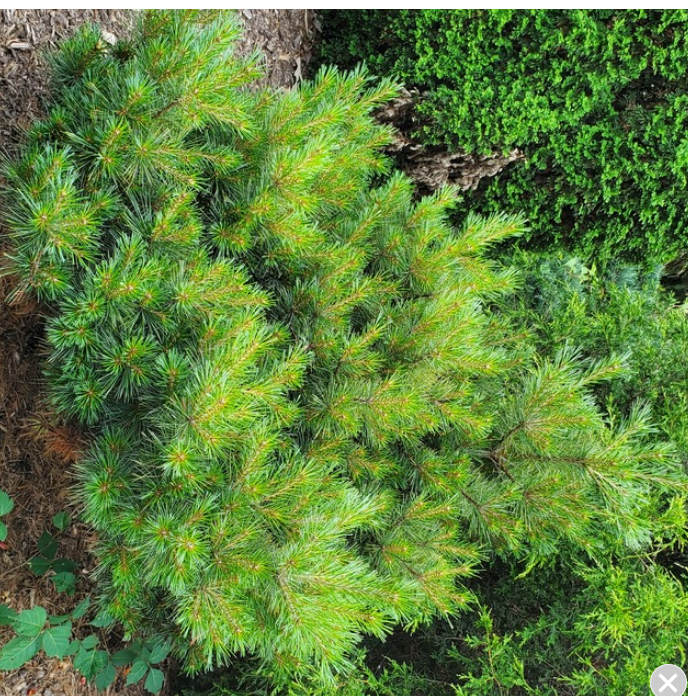 Pinus strobus 