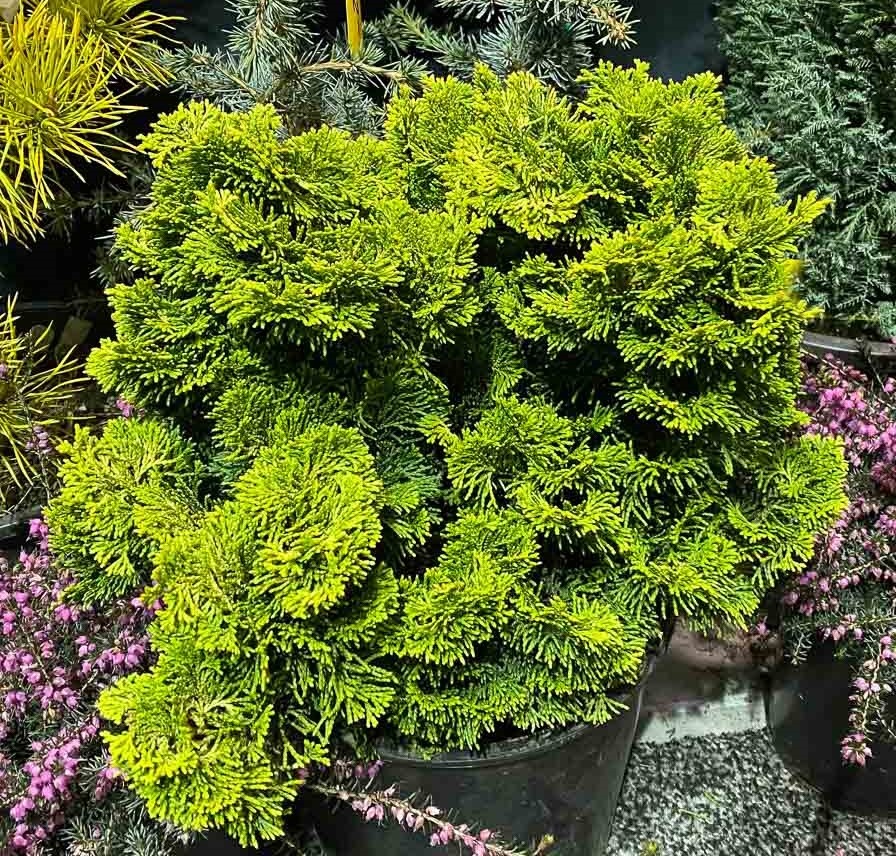 Chamaecyparis obtusa 