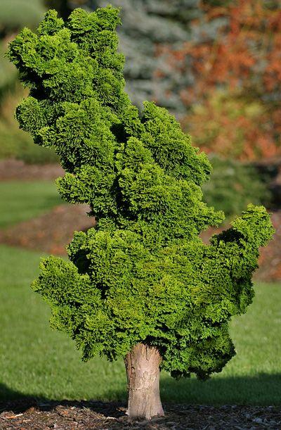 Chamaecyparis obtusa 