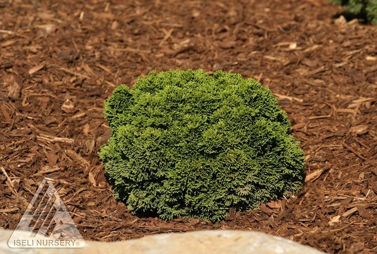 Chamaecyparis obtusa 