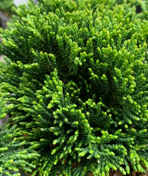 Chamaecyparis obtusa 