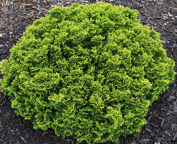 Chamaecyparis obtusa 
