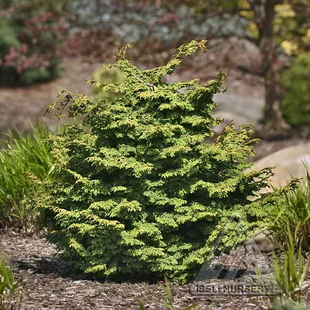Chamaecyparis obtusa 