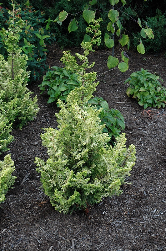 Chamaecyparis obtusa 
