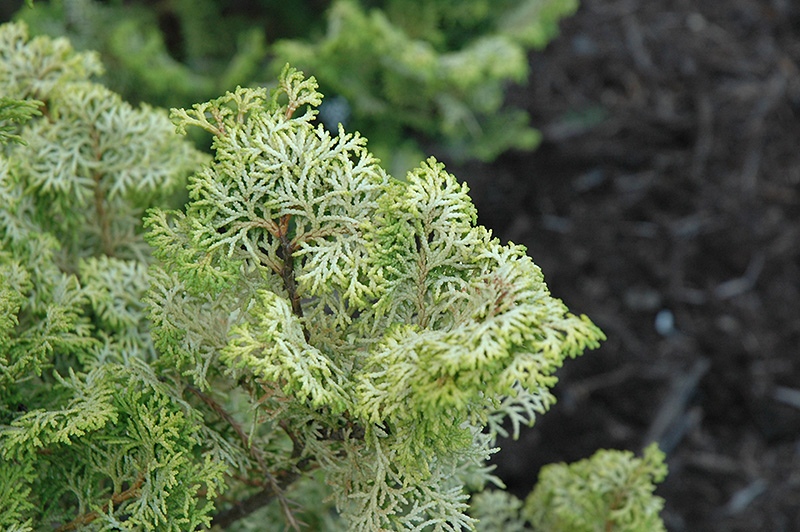 Chamaecyparis obtusa 