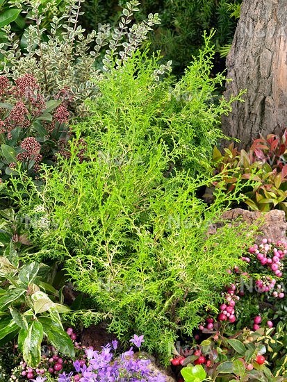 Chamaecyparis obtusa 