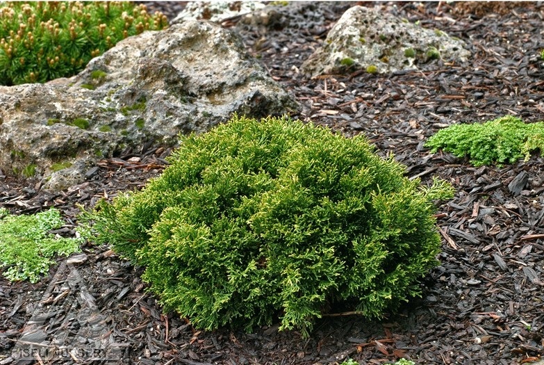 Chamaecyparis obtusa 