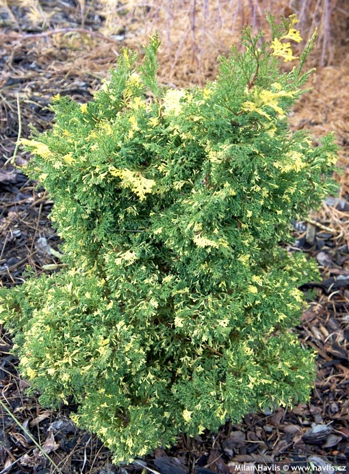 Chamaecyparis obtusa 