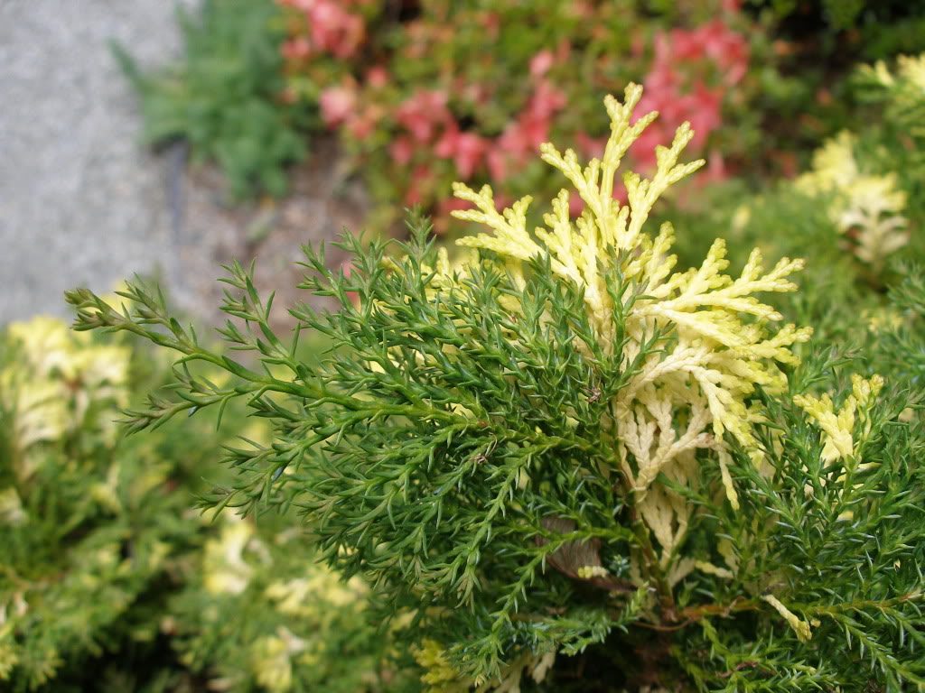 Chamaecyparis obtusa 