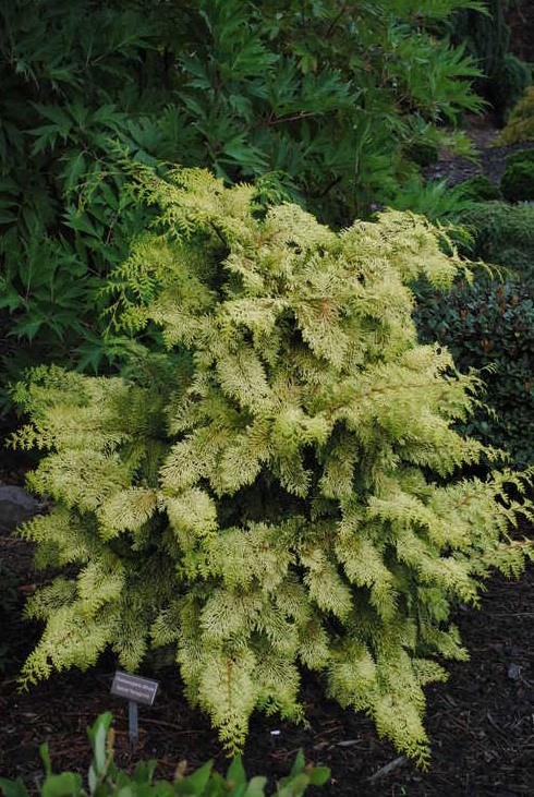 Chamaecyparis obtusa 