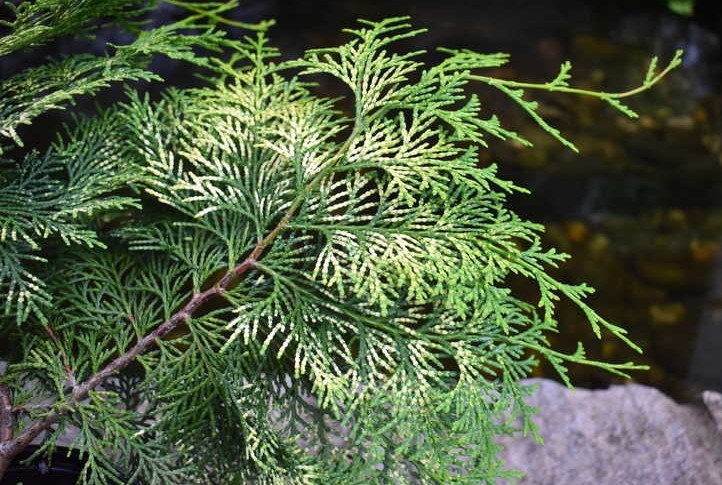 Chamaecyparis obtusa 