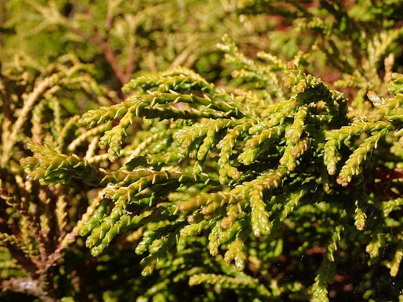 Chamaecyparis obtusa 