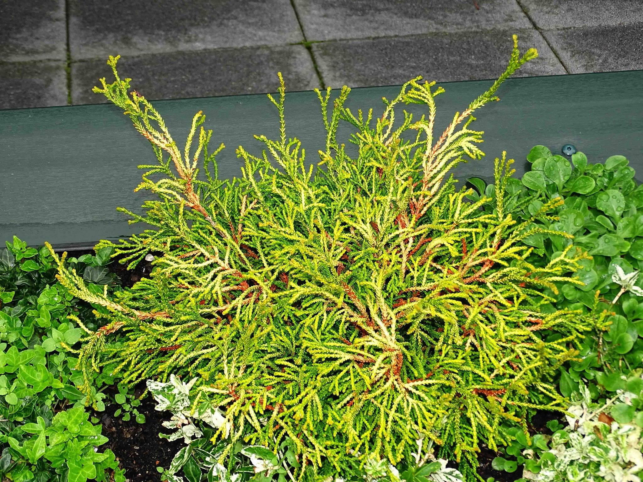Chamaecyparis obtusa 