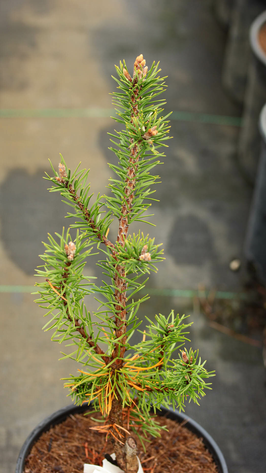 Pinus banksiana 