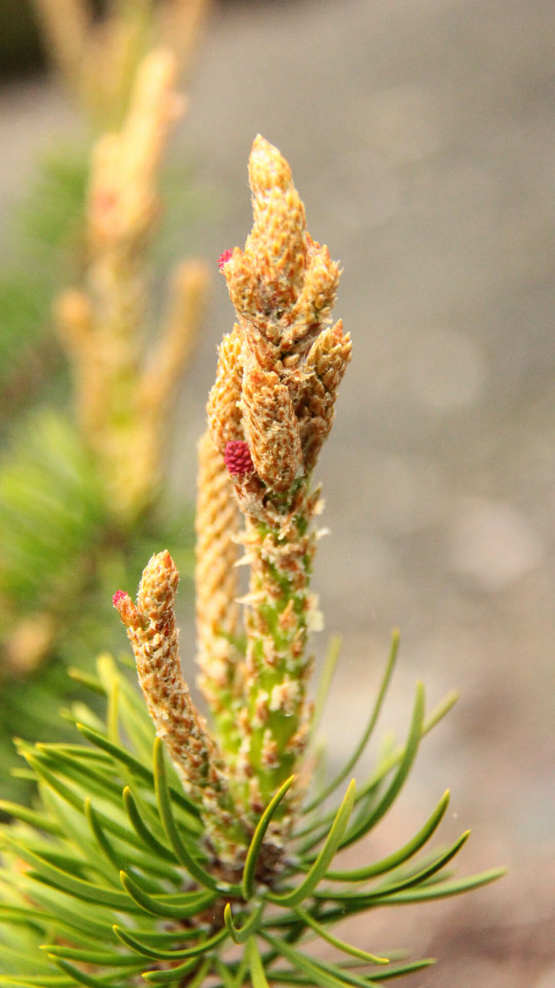 Pinus banksiana 