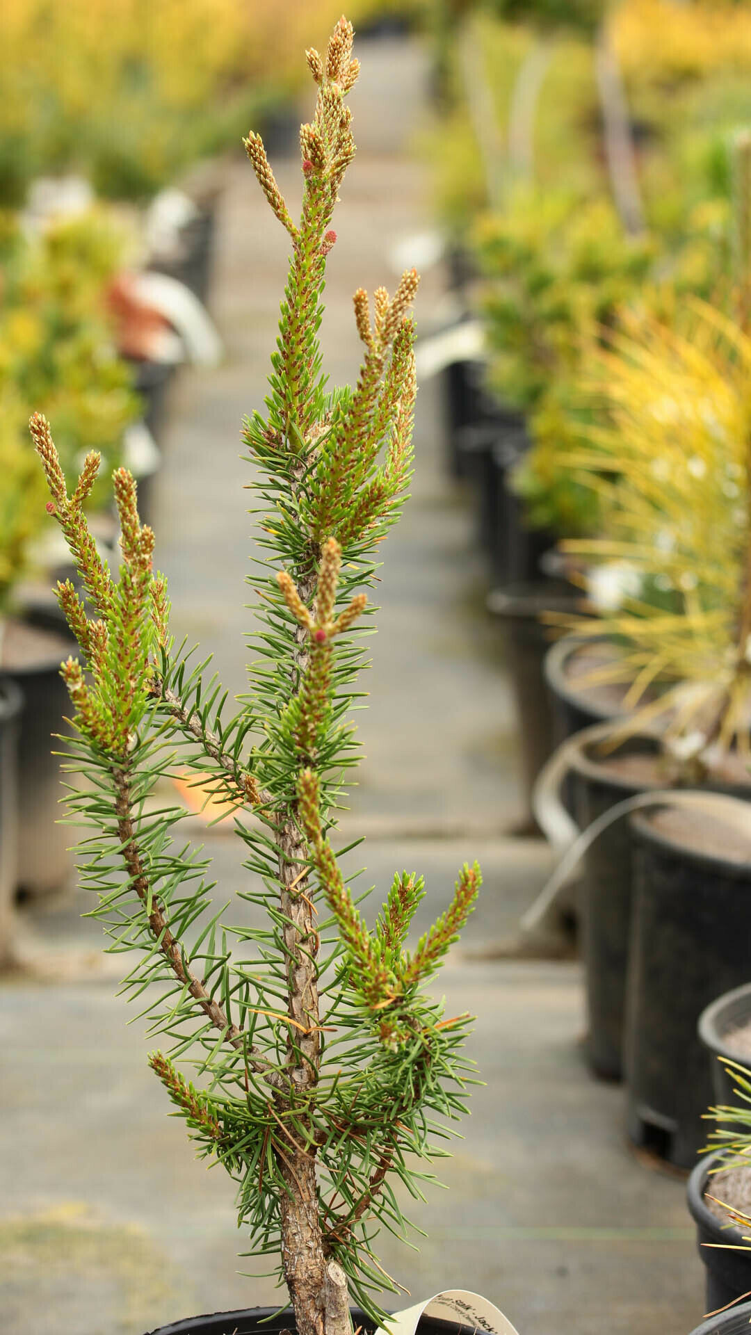 Pinus banksiana 