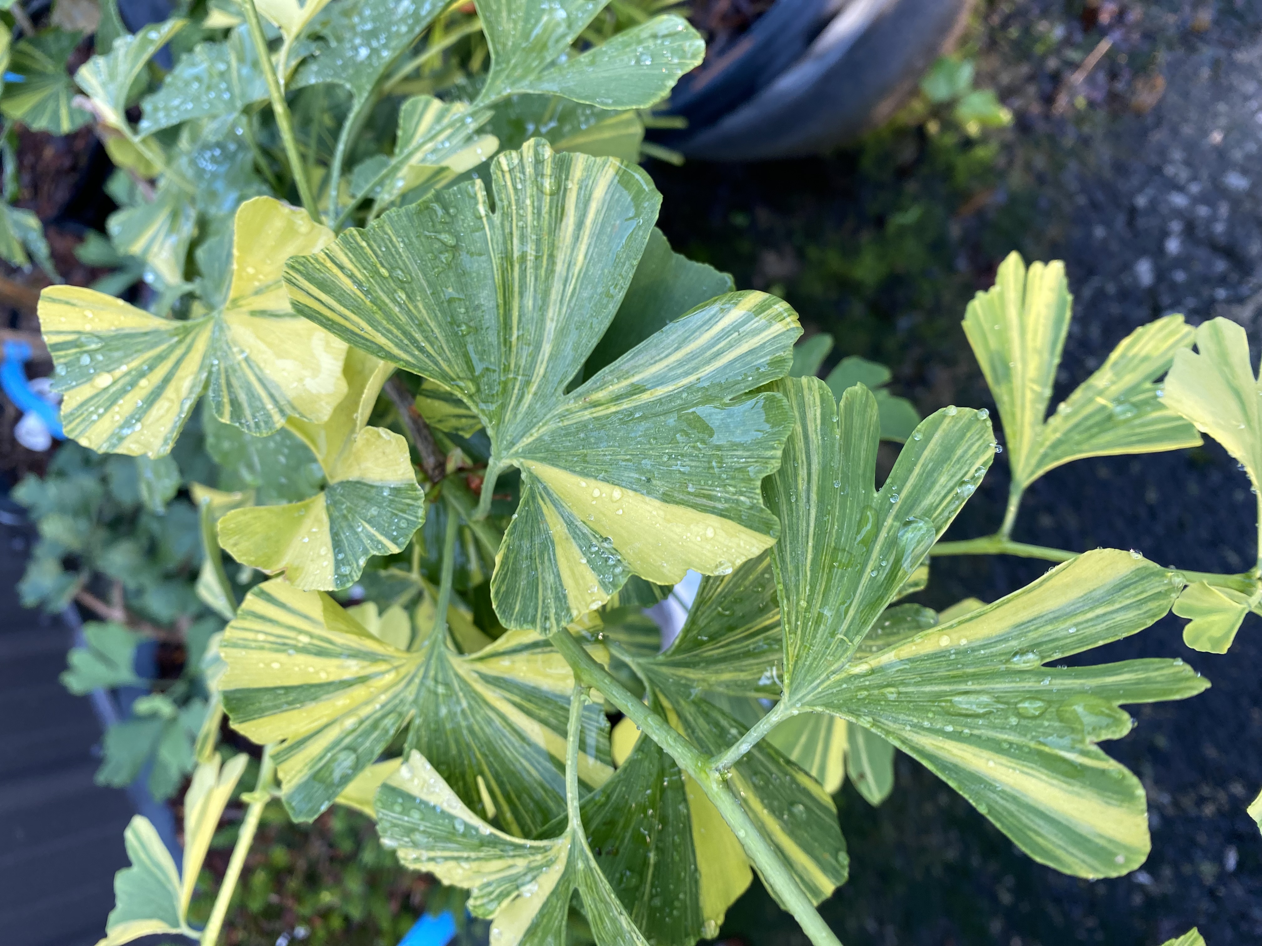 Ginkgo biloba 