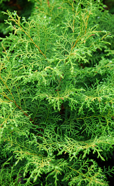 Thuja plicata 