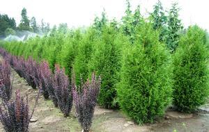 Thuja plicata 