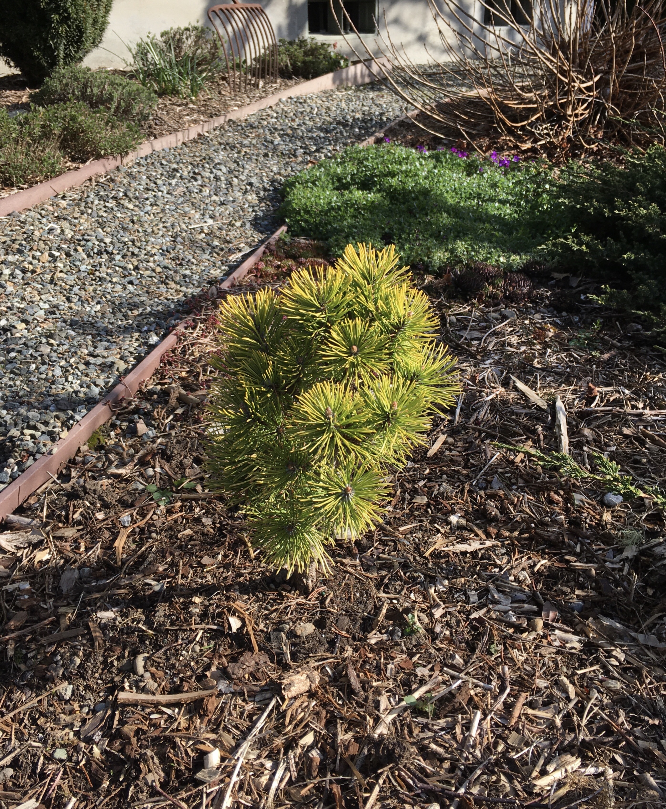 Pinus mugo 