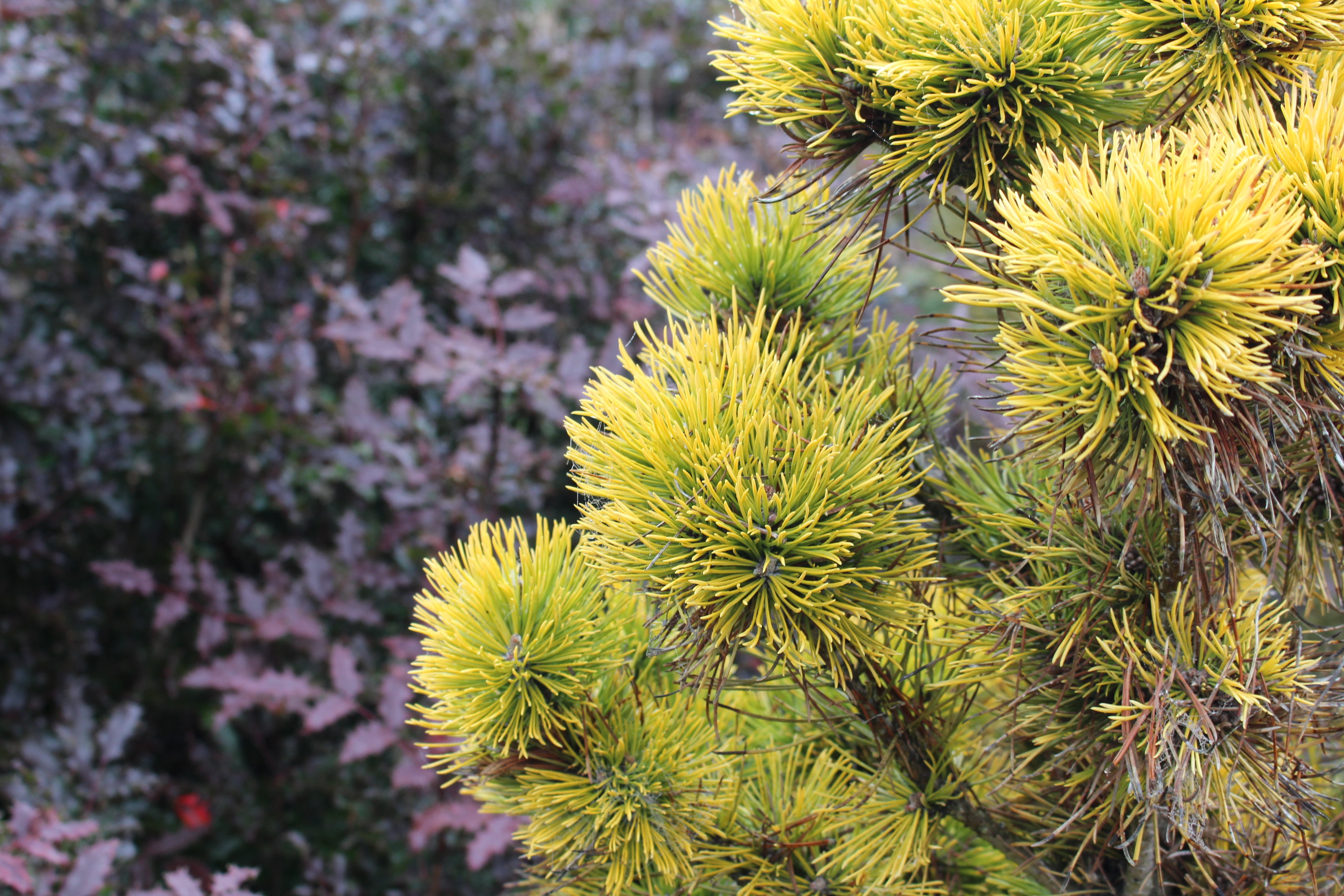 Pinus mugo 