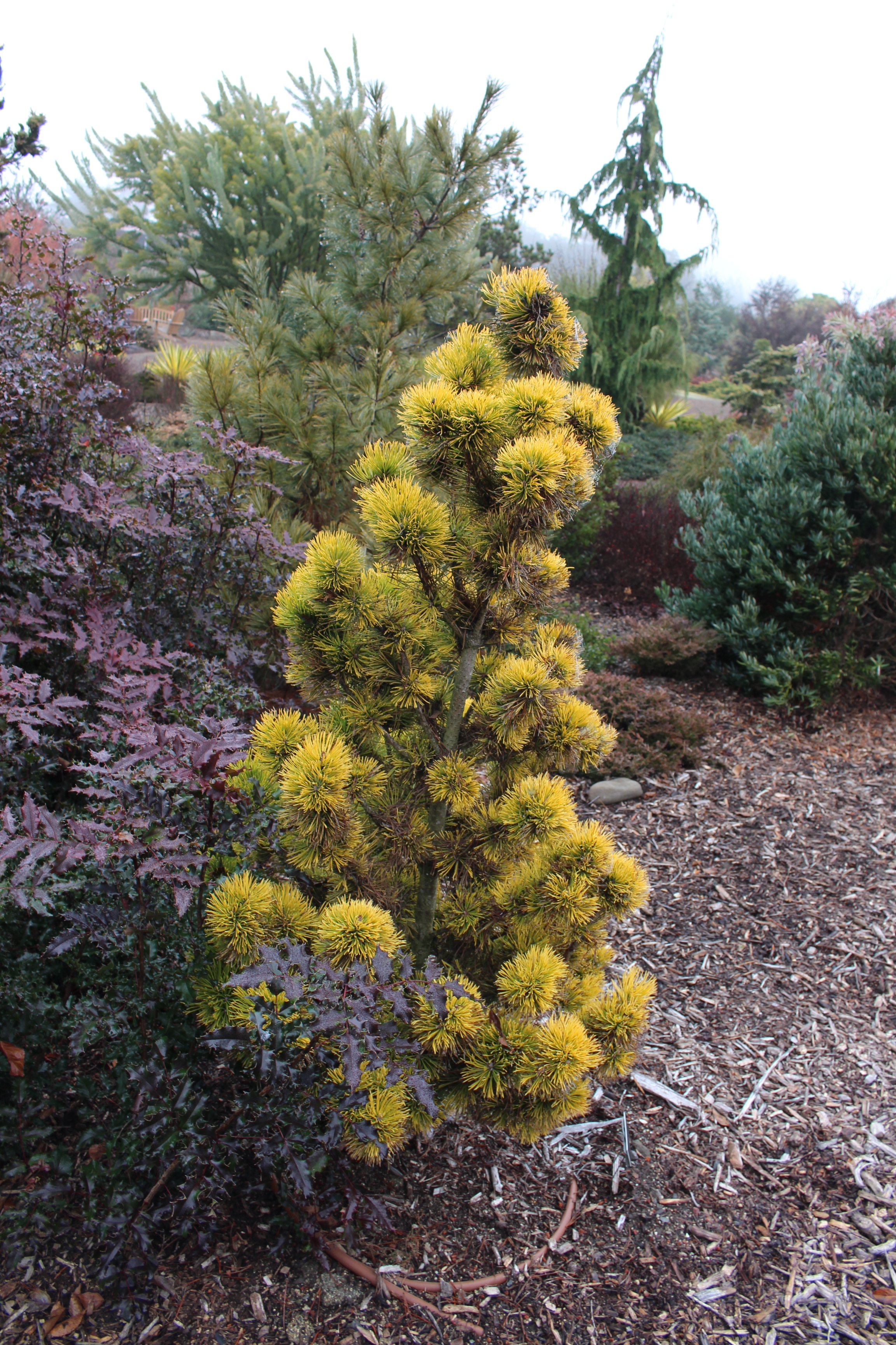 Pinus mugo 