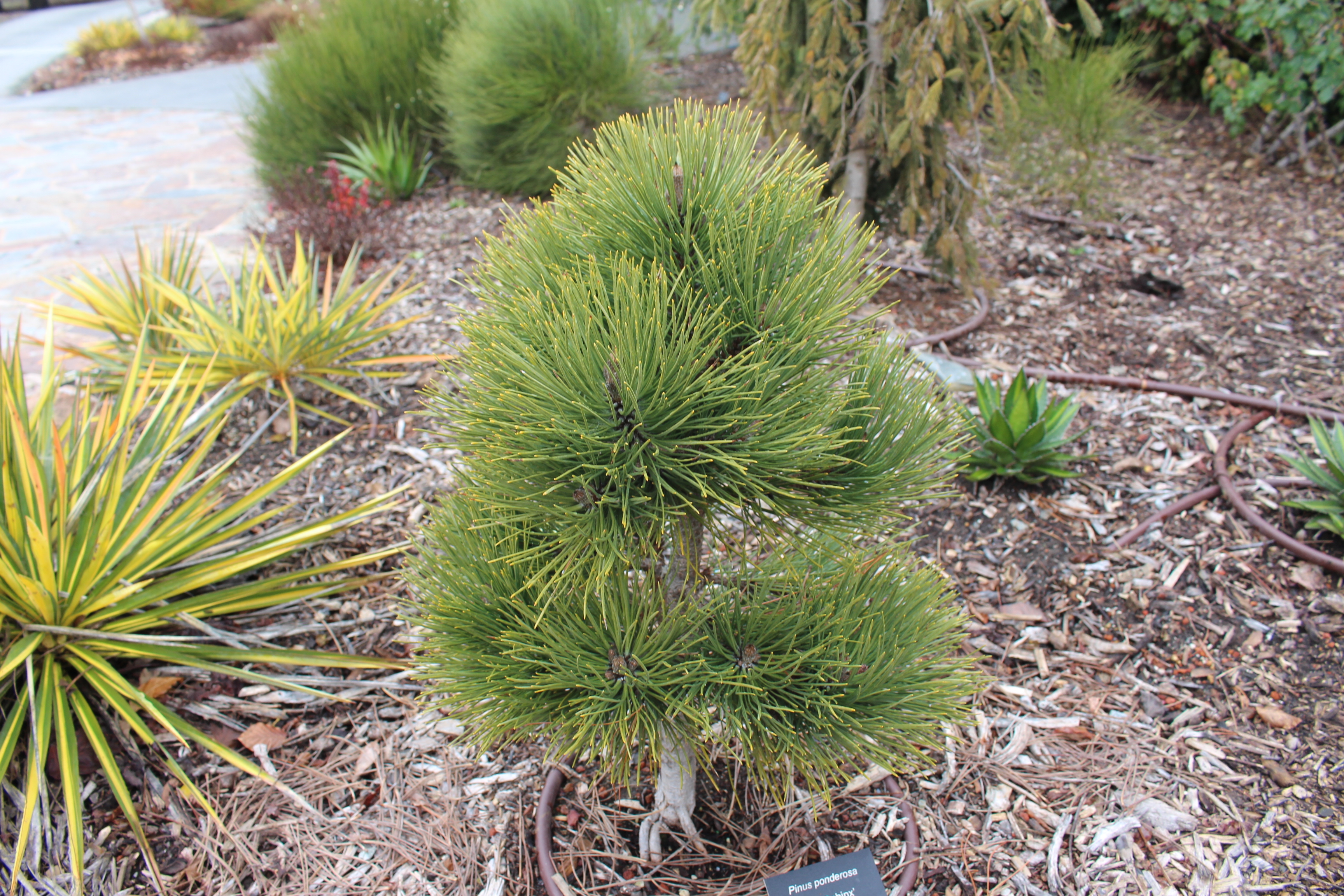 Pinus ponderosa 