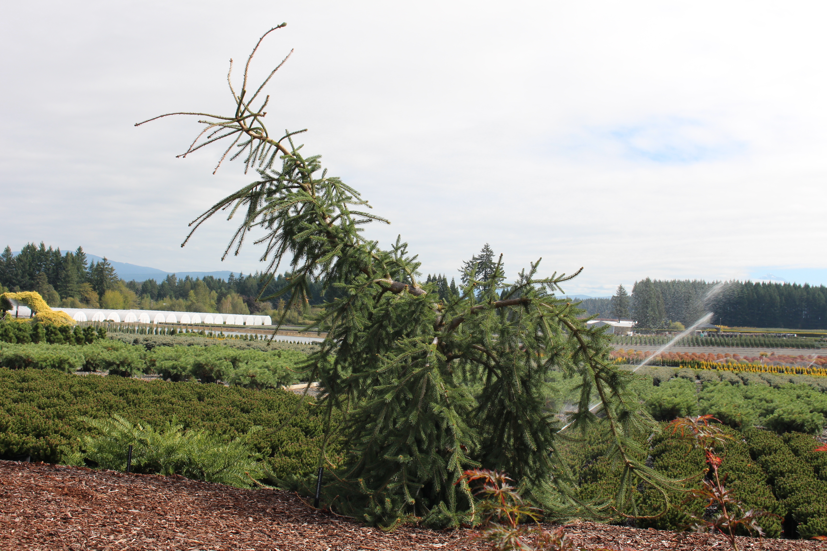 Picea mariana 