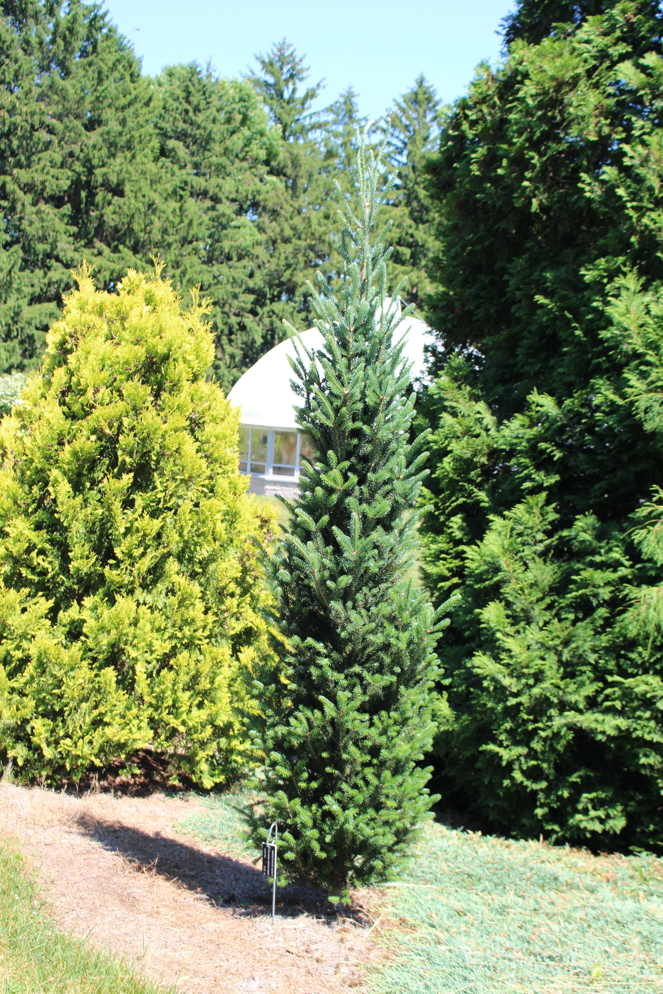 Abies balsamea 