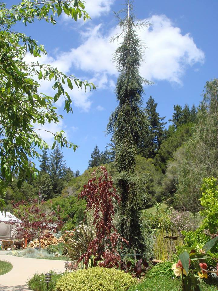 Sequoia sempervirens 