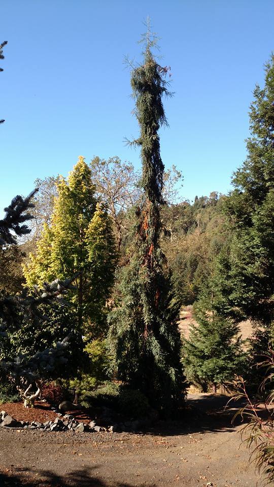 Sequoia sempervirens 