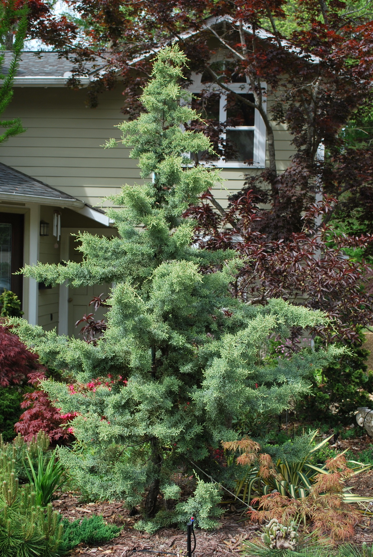 Cupressus glabra 