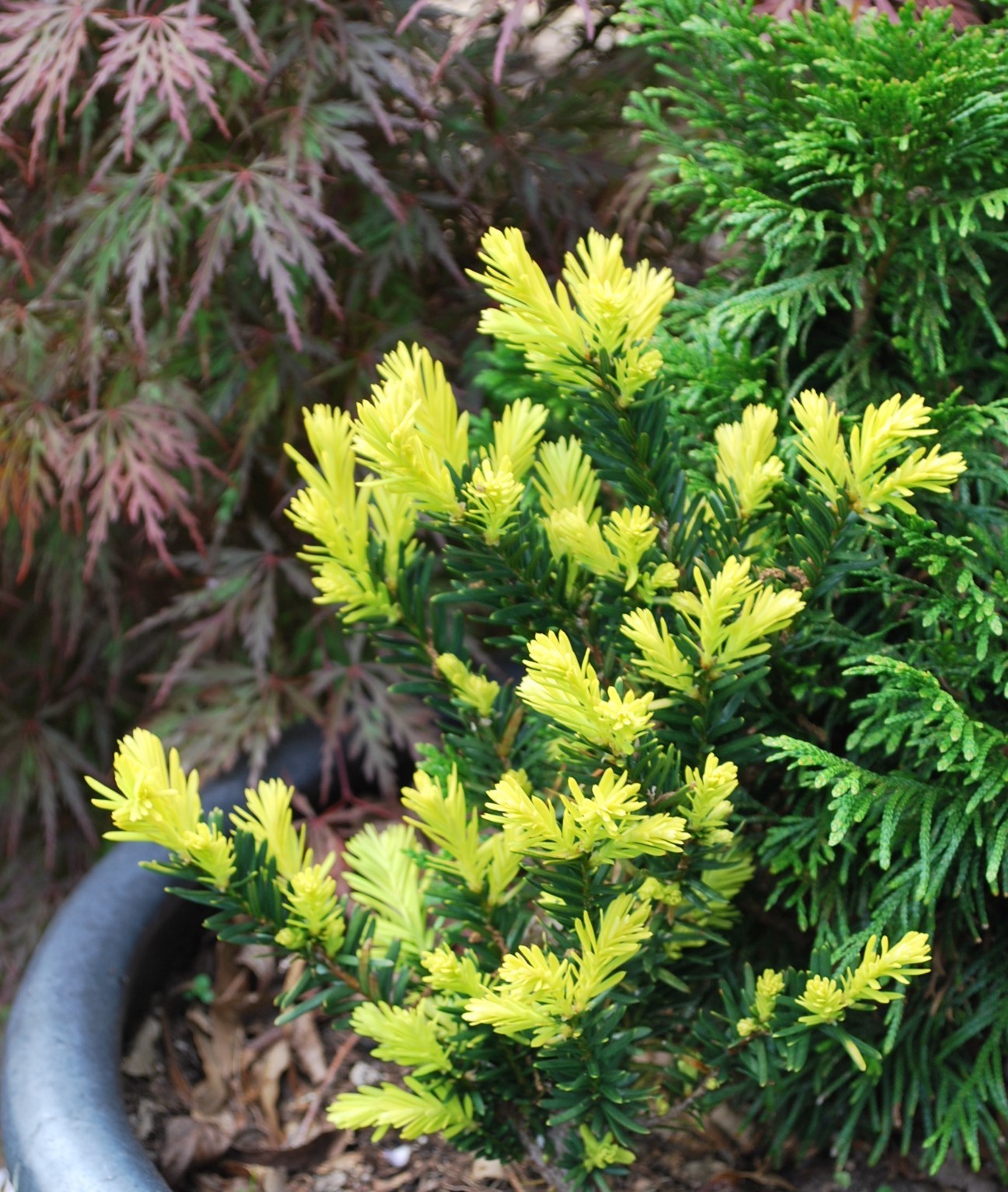 Taxus cuspidata 