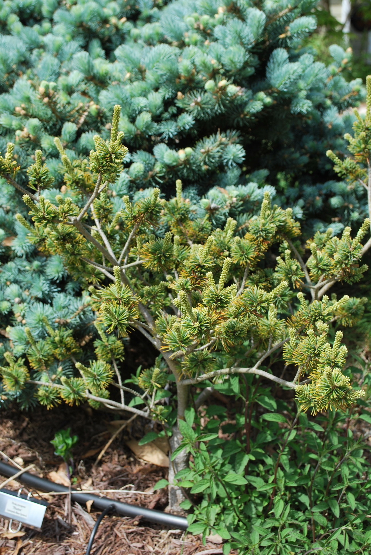 Pinus parviflora 