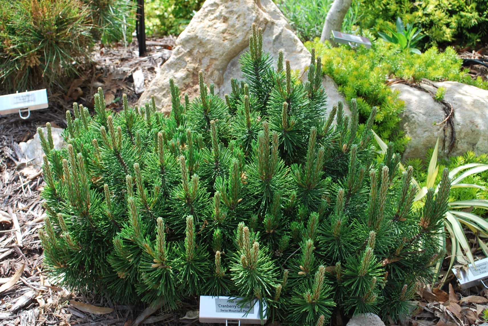 Pinus mugo 