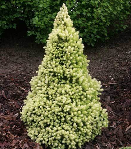Picea glauca 
