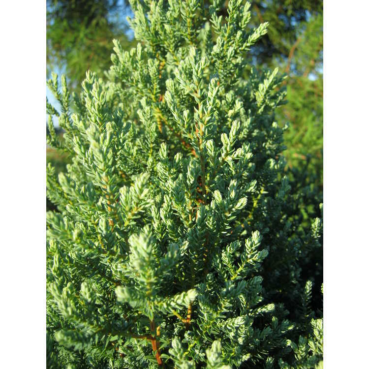 Chamaecyparis thyoides 