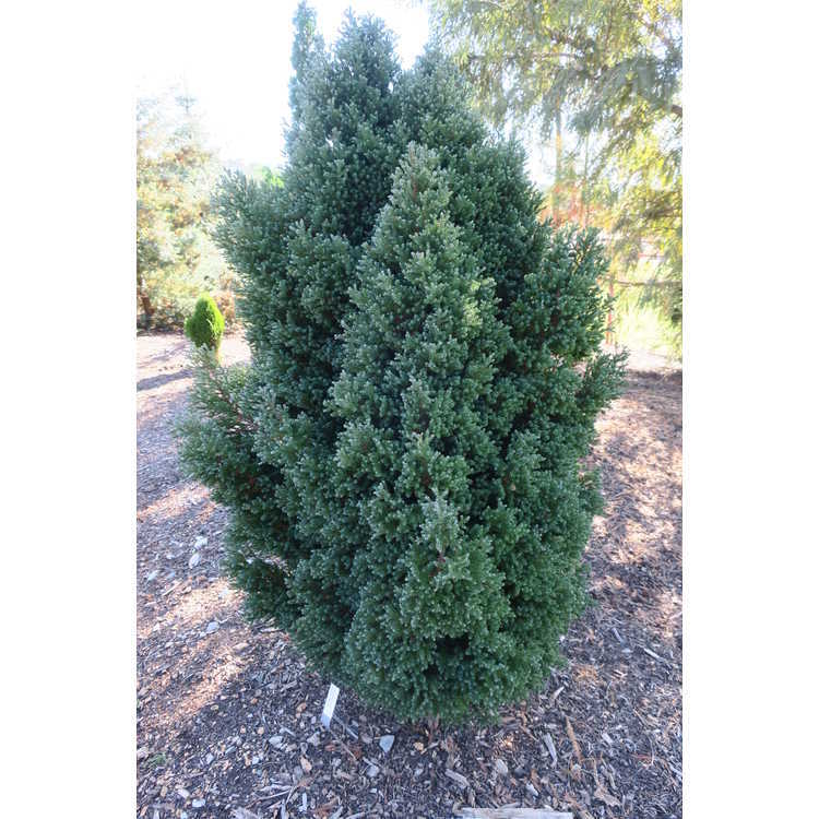 Chamaecyparis thyoides 