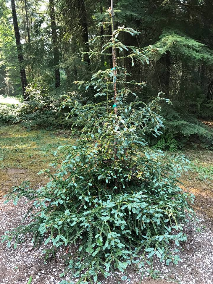 Sequoia sempervirens 