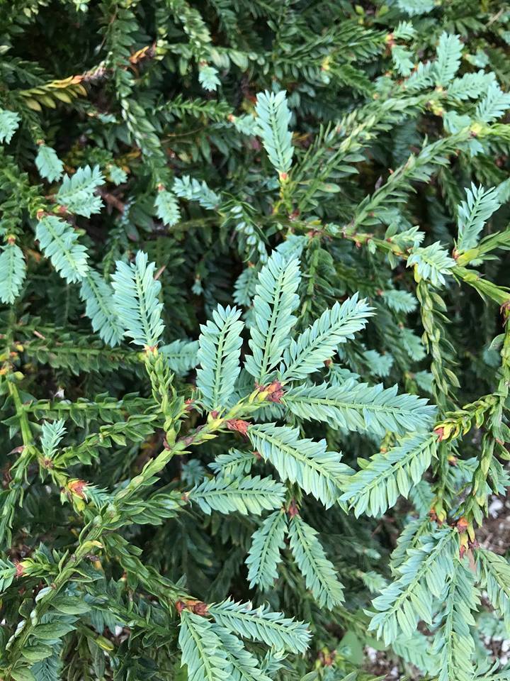 Sequoia sempervirens 