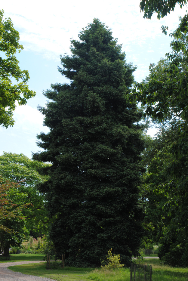 Sequoia sempervirens 