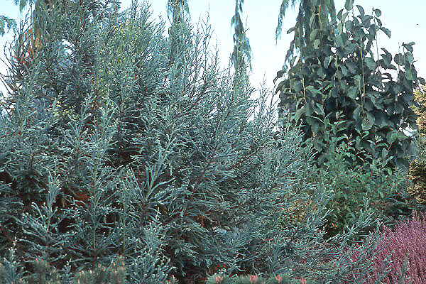 Sequoia sempervirens 