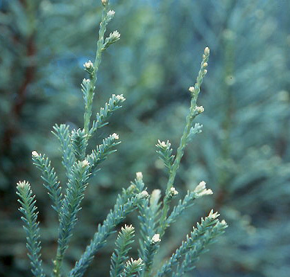 Sequoia sempervirens 
